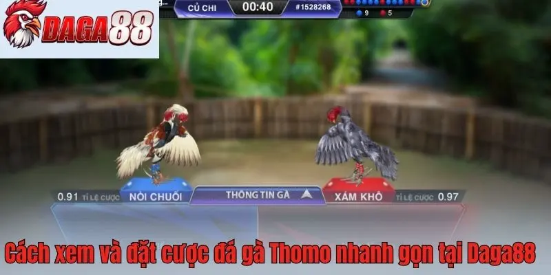 Cách xem và đặt cược đá gà Thomo nhanh gọn tại Daga88