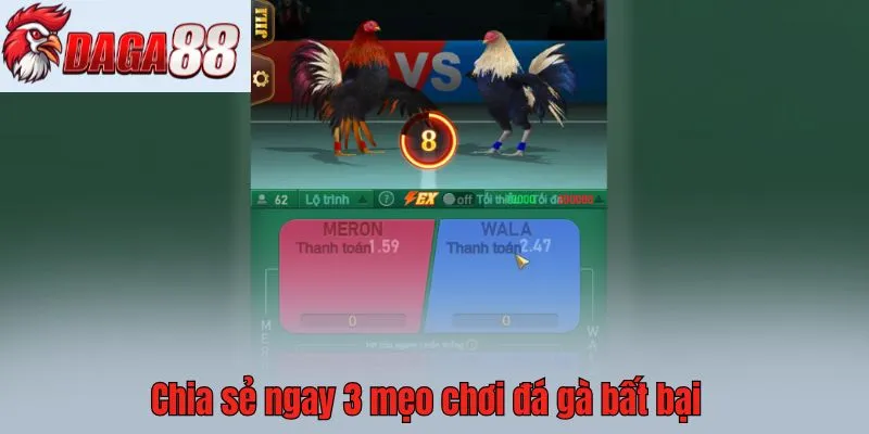 Chia sẻ ngay 3 mẹo chơi đá gà bất bại