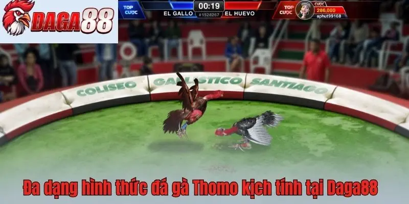 Đa dạng hình thức đá gà Thomo kịch tính tại Daga88