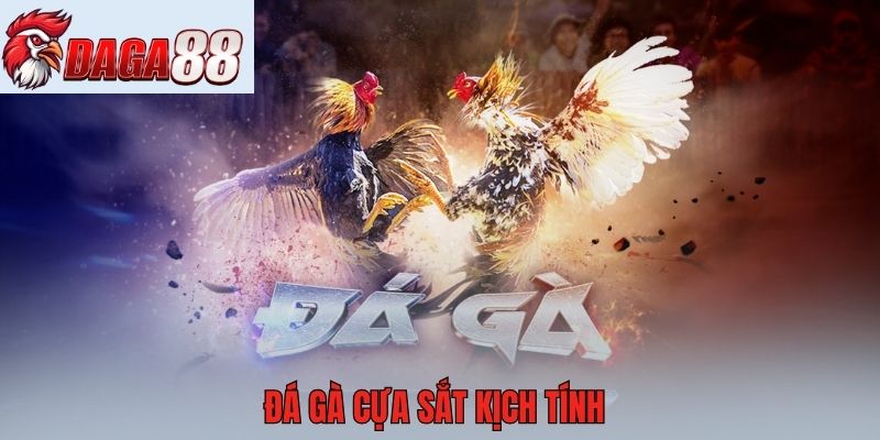 Đá gà cựa sắt kịch tính