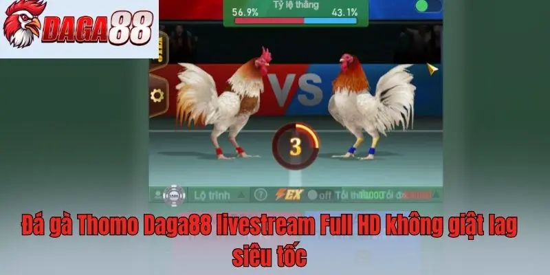 Đá gà Thomo Daga88 livestream Full HD không giật lag siêu tốc