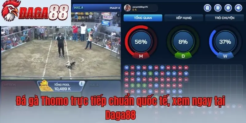 Đá gà Thomo trực tiếp chuẩn quốc tế, xem ngay tại Daga88