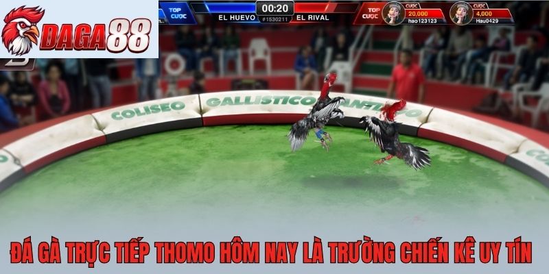 Đá gà trực tiếp thomo hôm nay là trường chiến kê uy tín
