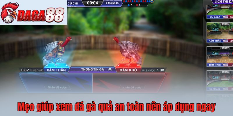 Mẹo giúp xem đá gà quả an toàn nên áp dụng ngay