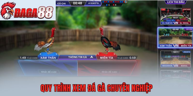 Quy trình xem đá gà chuyên nghiệp