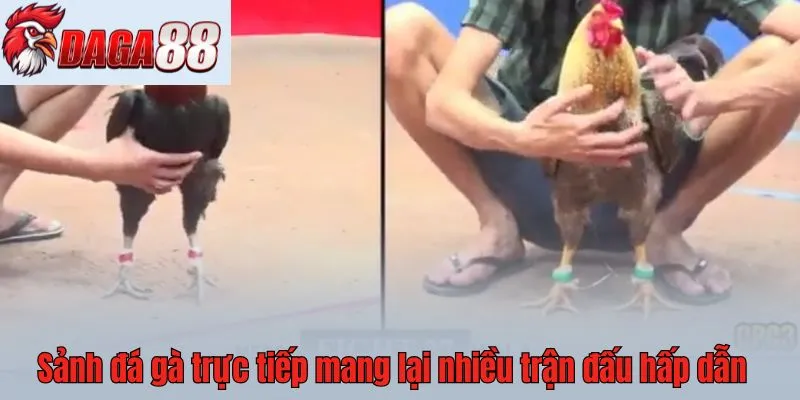 Sảnh đá gà trực tiếp mang lại nhiều trận đấu hấp dẫn
