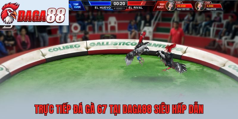 Trực tiếp đá gà 67 tại Daga88 siêu hấp dẫn