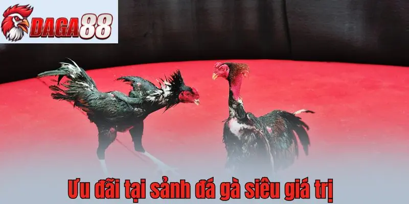 Ưu đãi tại sảnh đá gà siêu giá trị